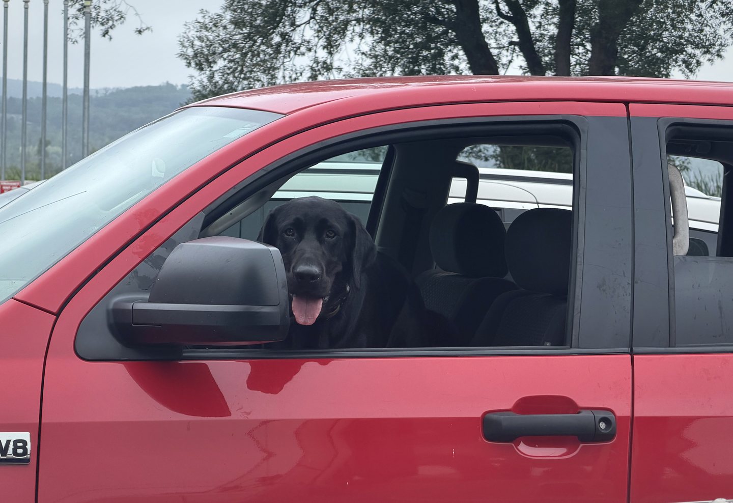 A black Labrador looking out the window of a red pickup truck.